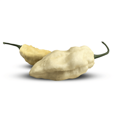 White Ghost (Bhut Jolokia) Pepper Seeds - The Pepper Pantry (Formerly Marie Sharp's)